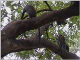 (P:\Africa\VideoStills) Dn-a1606.jpg (1/1) (88 K)