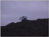(P:\Africa\VideoStills) Dn-a1607.jpg (1/1) (80 K)