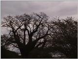 (P:\Africa\VideoStills) Dn-a1610.jpg (1/1) (84 K)