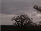 (P:\Africa\VideoStills) Dn-a1611.jpg (1/1) (94 K)