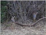 (P:\Africa\VideoStills) Dn-a1616.jpg (1/1) (Dik-diks)