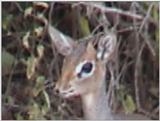 (P:\Africa\VideoStills) Dn-a1617.jpg (Dik-dik Antelope)