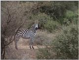 (P:\Africa\VideoStills) Dn-a1618.jpg (1/1) (89 K)
