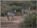 (P:\Africa\VideoStills) Dn-a1619.jpg (1/1) (90 K)