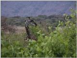 (P:\Africa\VideoStills) Dn-a1620.jpg (1/1) (92 K)