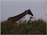 (P:\Africa\VideoStills) Dn-a1621.jpg (1/1) (92 K)