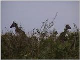(P:\Africa\VideoStills) Dn-a1623.jpg (1/1) (91 K)