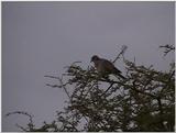 (P:\Africa\VideoStills) Dn-a1624.jpg (1/1) (92 K)