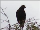 (P:\Africa\VideoStills) Dn-a1625.jpg (1/1) (90 K)