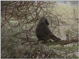 (P:\Africa\VideoStills) Dn-a1629.jpg (1/1) (87 K)