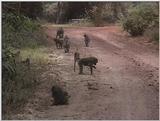 (P:AfricaVideoStills) Dn-a1630.jpg (Olive Baboons)