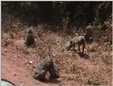 (P:\Africa\VideoStills) Dn-a1632.jpg (1/1) (90 K)