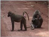 (P:\Africa\VideoStills) Dn-a1635.jpg (1/1) (84 K)