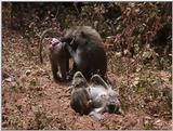 (P:\Africa\VideoStills) Dn-a1636.jpg (1/1) (91 K)