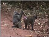 (P:\Africa\VideoStills) Dn-a1637.jpg (1/1) (87 K)