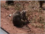 (P:\Africa\VideoStills) Dn-a1638.jpg (1/1) (88 K)
