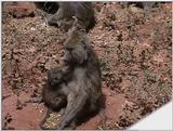 (P:\Africa\VideoStills) Dn-a1639.jpg (1/1) (91 K)