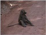 (P:\Africa\VideoStills) Dn-a1640.jpg (1/1) (94 K)