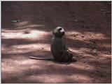 (P:\Africa\VideoStills) Dn-a1641.jpg (1/1) (89 K)