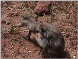 (P:\Africa\VideoStills) Dn-a1642.jpg (1/1) (86 K)