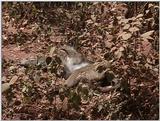 (P:\Africa\VideoStills) Dn-a1643.jpg (1/1) (86 K)
