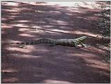 (P:\Africa\VideoStills) Dn-a1644.jpg (Nile Monitor)