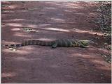 (P:\Africa\VideoStills) Dn-a1645.jpg (Nile Monitor)