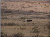 (P:\Africa\VideoStills) Dn-a1652.jpg (1/1) (95 K)