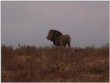 (P:\Africa\VideoStills) Dn-a1653.jpg (Male African Lion)