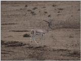 (P:\Africa\VideoStills) Dn-a1655.jpg (1/1) (88 K)