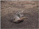 (P:\Africa\VideoStills) Dn-a1657.jpg (1/1) (92 K)