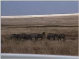 (P:\Africa\VideoStills) Dn-a1660.jpg (1/1) (87 K)