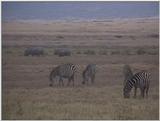 (P:\Africa\VideoStills) Dn-a1661.jpg (1/1) (90 K)