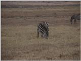 (P:\Africa\VideoStills) Dn-a1663.jpg (1/1) (93 K)
