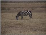 (P:\Africa\VideoStills) Dn-a1664.jpg (1/1) (84 K)