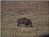 (P:\Africa\VideoStills) Dn-a1665.jpg (1/1) (86 K)