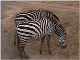 (P:\Africa\VideoStills) Dn-a1666.jpg (1/1) (87 K)