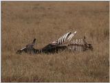 (P:\Africa\VideoStills) Dn-a1667.jpg (1/1) (92 K)