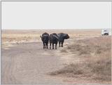 (P:\Africa\VideoStills) Dn-a1668.jpg (1/1) (84 K)