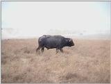 (P:\Africa\VideoStills) Dn-a1669.jpg (1/1) (94 K)