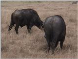(P:\Africa\VideoStills) Dn-a1670.jpg (1/1) (89 K)