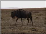 (P:\Africa\VideoStills) Dn-a1671.jpg (1/1) (88 K)