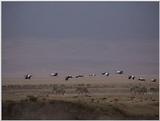 (P:\Africa\VideoStills) Dn-a1672.jpg (1/1) (85 K)