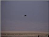 (P:\Africa\VideoStills) Dn-a1673.jpg (1/1) (79 K)