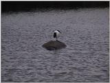 (P:\Africa\VideoStills) Dn-a1674.jpg (Sacred Ibis)