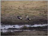 (P:\Africa\VideoStills) Dn-a1677.jpg (1/1) (94 K)