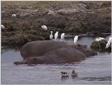 (P:\Africa\VideoStills) Dn-a1678.jpg (1/1) (93 K)