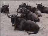 (P:\Africa\VideoStills) Dn-a1680.jpg (1/1) (89 K)