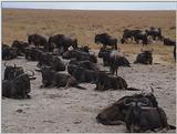 (P:\Africa\VideoStills) Dn-a1681.jpg (1/1) (95 K)