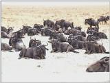 (P:\Africa\VideoStills) Dn-a1682.jpg (1/1) (94 K)